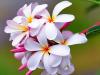 Плюмерия (Plumeria) - «Прекрасные Франжипани»